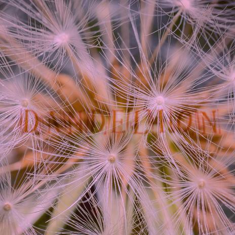 Dandelion | Boomplay Music