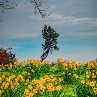 Dreams of Daffodils