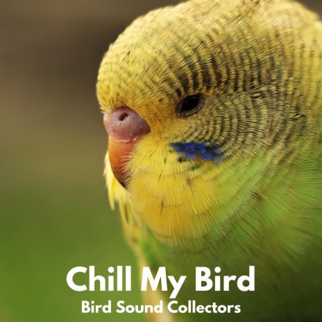 Chill my Bird | Boomplay Music