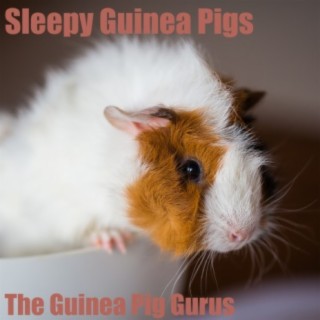 The Guinea Pig Gurus