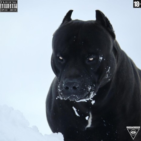 Pit Bull | Boomplay Music