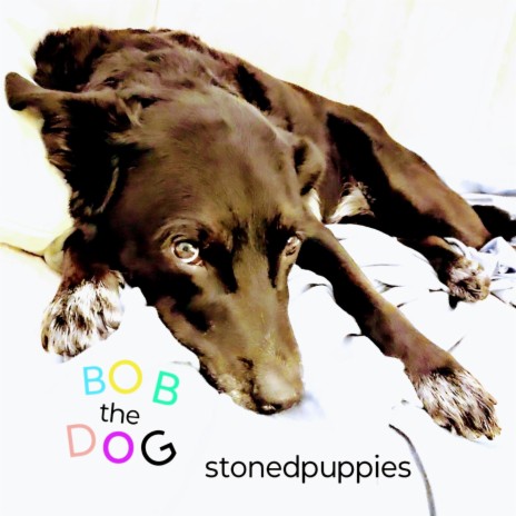 Bob the Dog | Boomplay Music