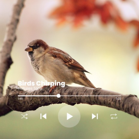 Birds Chirping | Boomplay Music