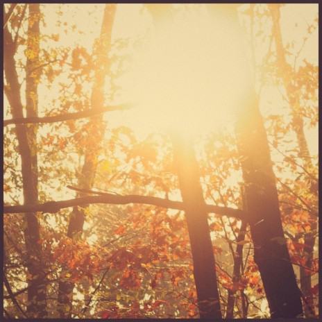 Late Autumn Light | Boomplay Music