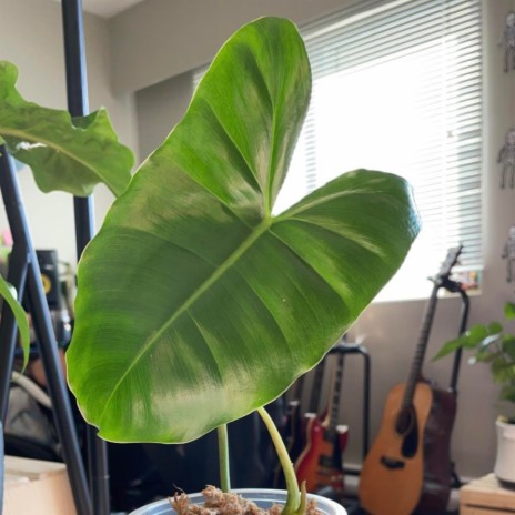 Lo-Philodendron