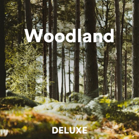 Woodland | Boomplay Music