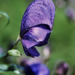 Aconitum, Wolf's Bane