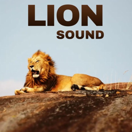 LION SOUND | Boomplay Music