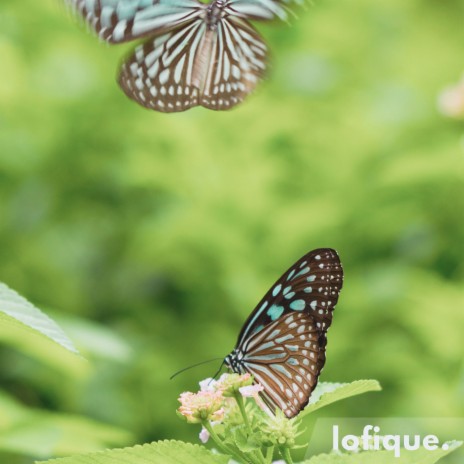 Blue Butterfly