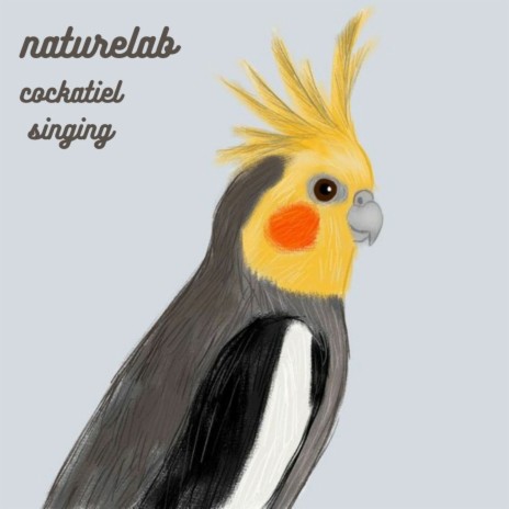 Cockatiel Singing | Boomplay Music