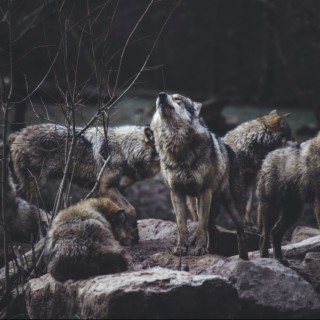 Wolves