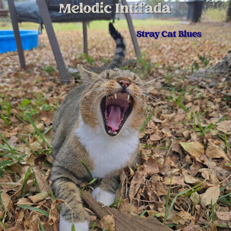 Melodic Intifada - Stray Cat Blues (Demo) MP3 Download & Lyrics