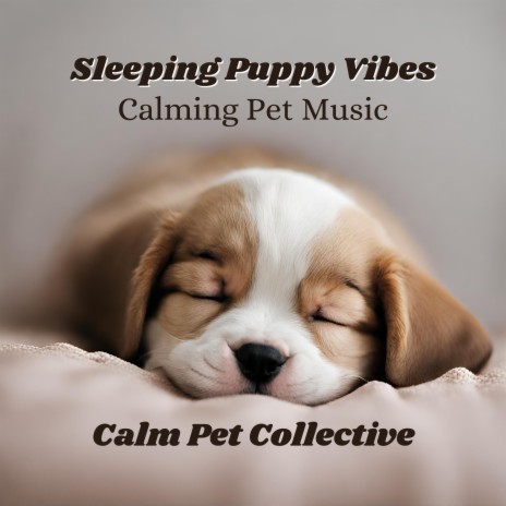 Calm Puppy | Boomplay Music