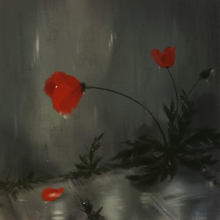 poppies under the rain