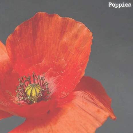 Poppies | Boomplay Music