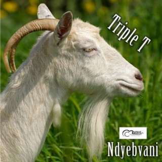 TRIPLE T (ndebvani)