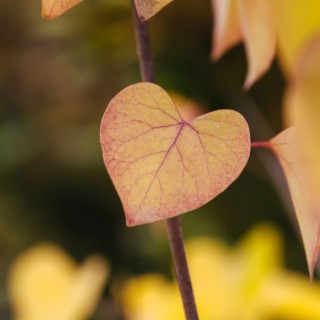 Heart Shaped Leaves