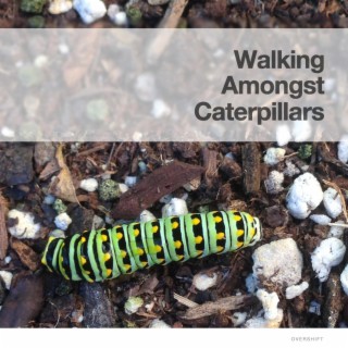 Walking Amongst Caterpillars