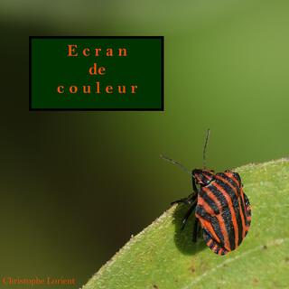 Ecran de couleur