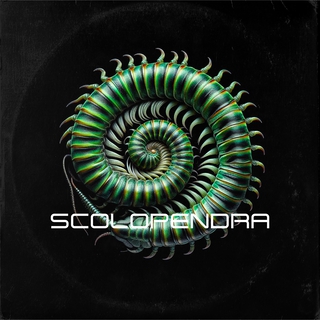 Scolopendra