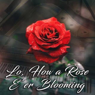 Lo, How a Rose E'er Blooming