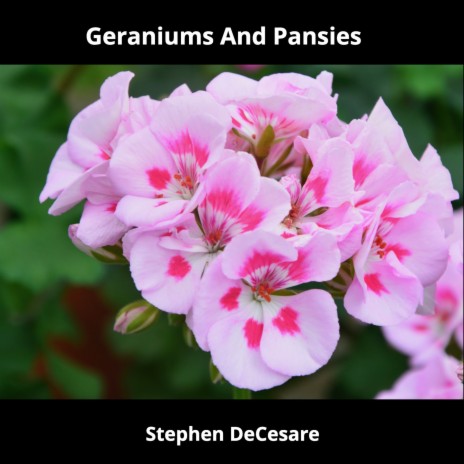 Geraniums and Pansies | Boomplay Music