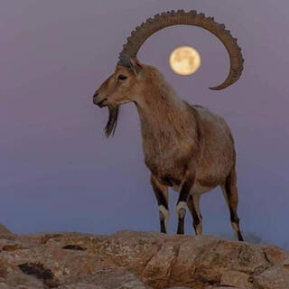 Ibex