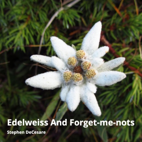 Edelweiss and Forget-Me-Nots | Boomplay Music