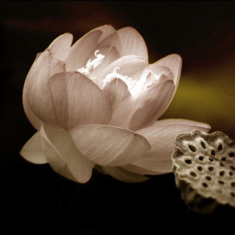 Lotus Blossom | Boomplay Music