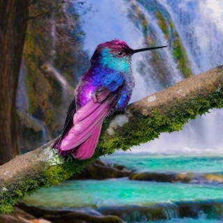 Soothing Relaxing Birds Water