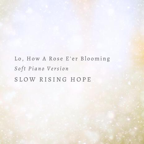 Lo, How A Rose E'er Blooming (Soft Piano)