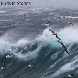 Birds In Storms