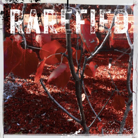 Rarefied | Boomplay Music