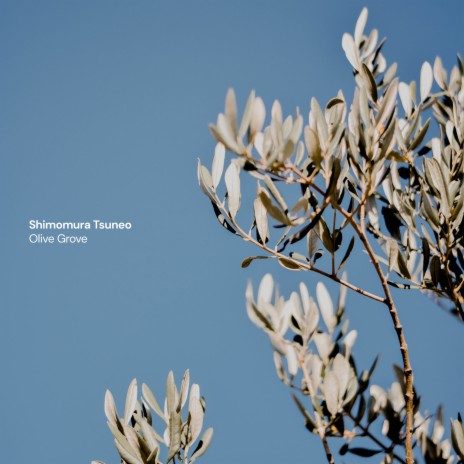 Olive Grove | Boomplay Music