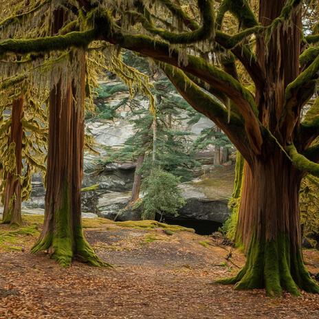 Native Healing Flute Music: Eternal Forest | Boomplay Music