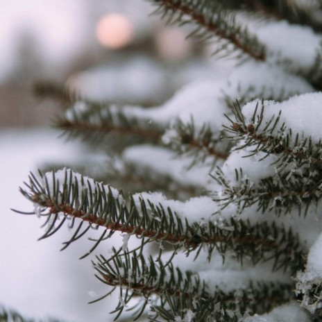 Sleeted Forest