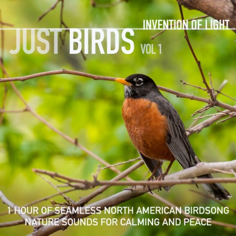 Tranquil Tones of the Thrush | Boomplay Music