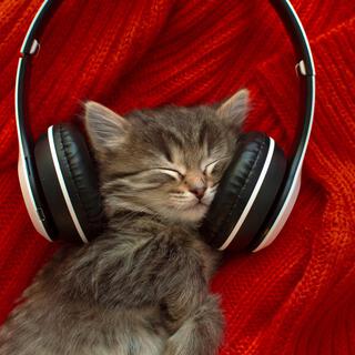 Tranquillité Féline : Musique Relaxante pour Chats Heureux