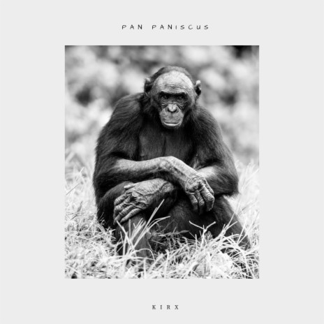 Pan paniscus | Boomplay Music