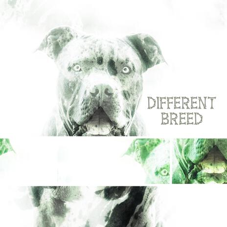 Different Breed | Boomplay Music