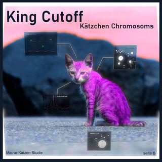 Kätzchen Chromosoms - Mauve