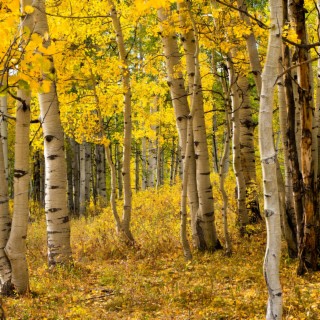 Aspens