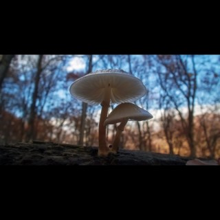 Shroom Gasm