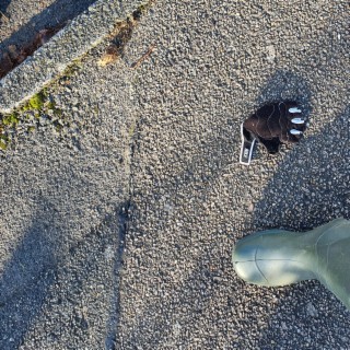 The Misplaced Glove