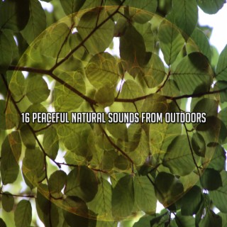 16 Sons naturels paisibles de l'extérieur
