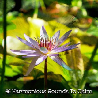 46 Des sons harmonieux pour se calmer