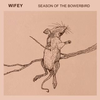 Season of the Bowerbird lyrics | Boomplay Music