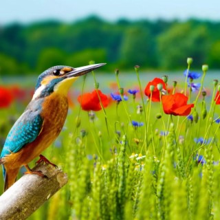 bird natural sound singing nightingale