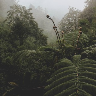 Chillmind Rainforest