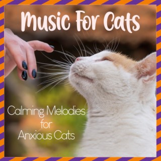 Music for Cats: Calming Melodies for Anxious Cats
